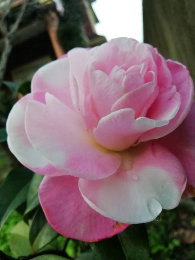 茶花玉玫瑰的华丽绽放