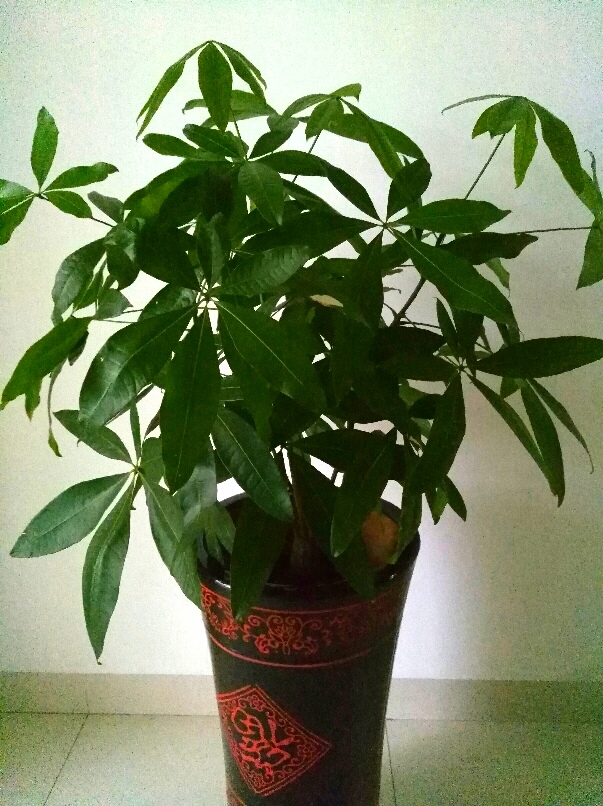 金鼠迎春鼠年招财非它莫鼠