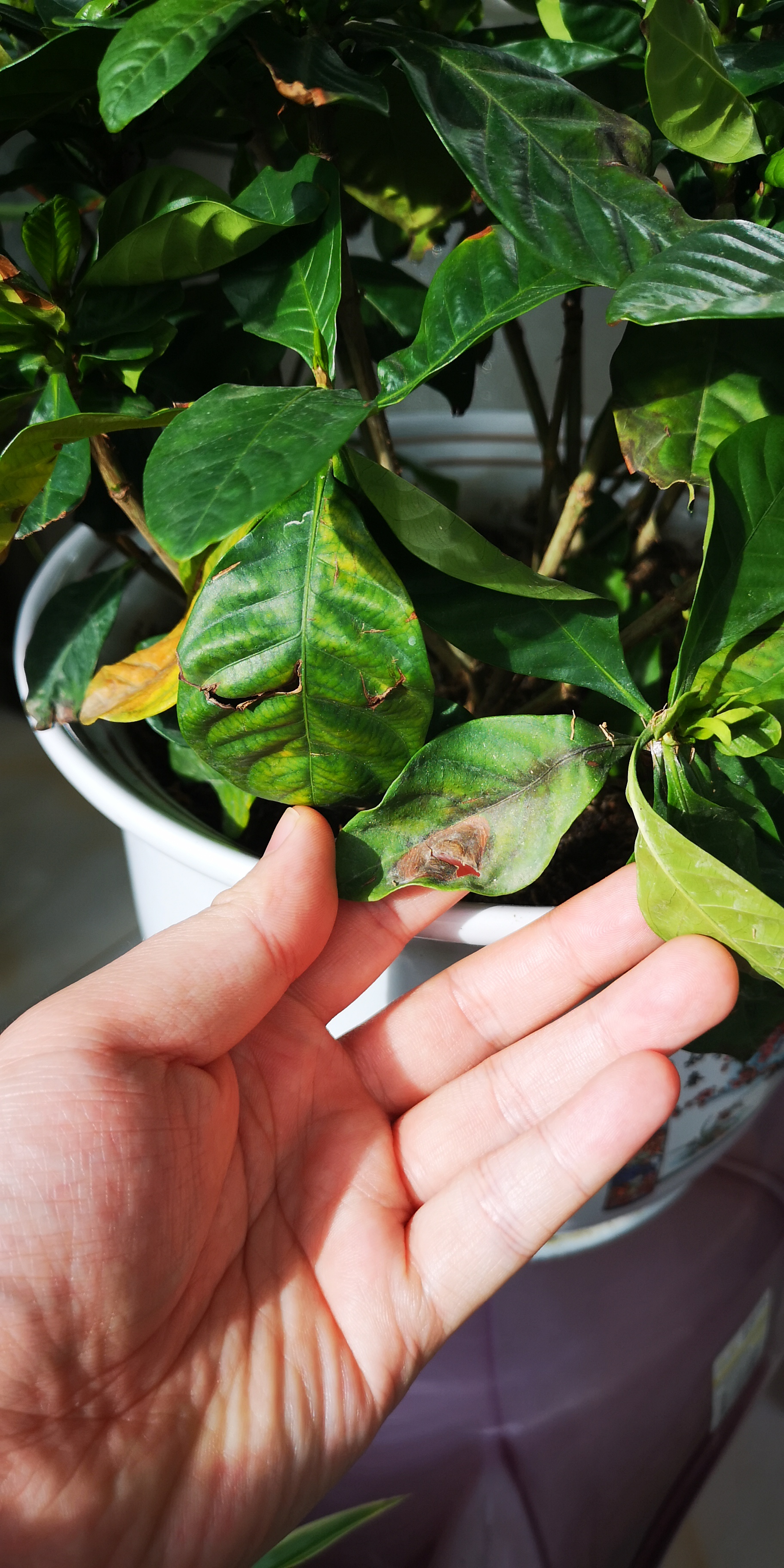 栀子花叶子黄叶尖干枯