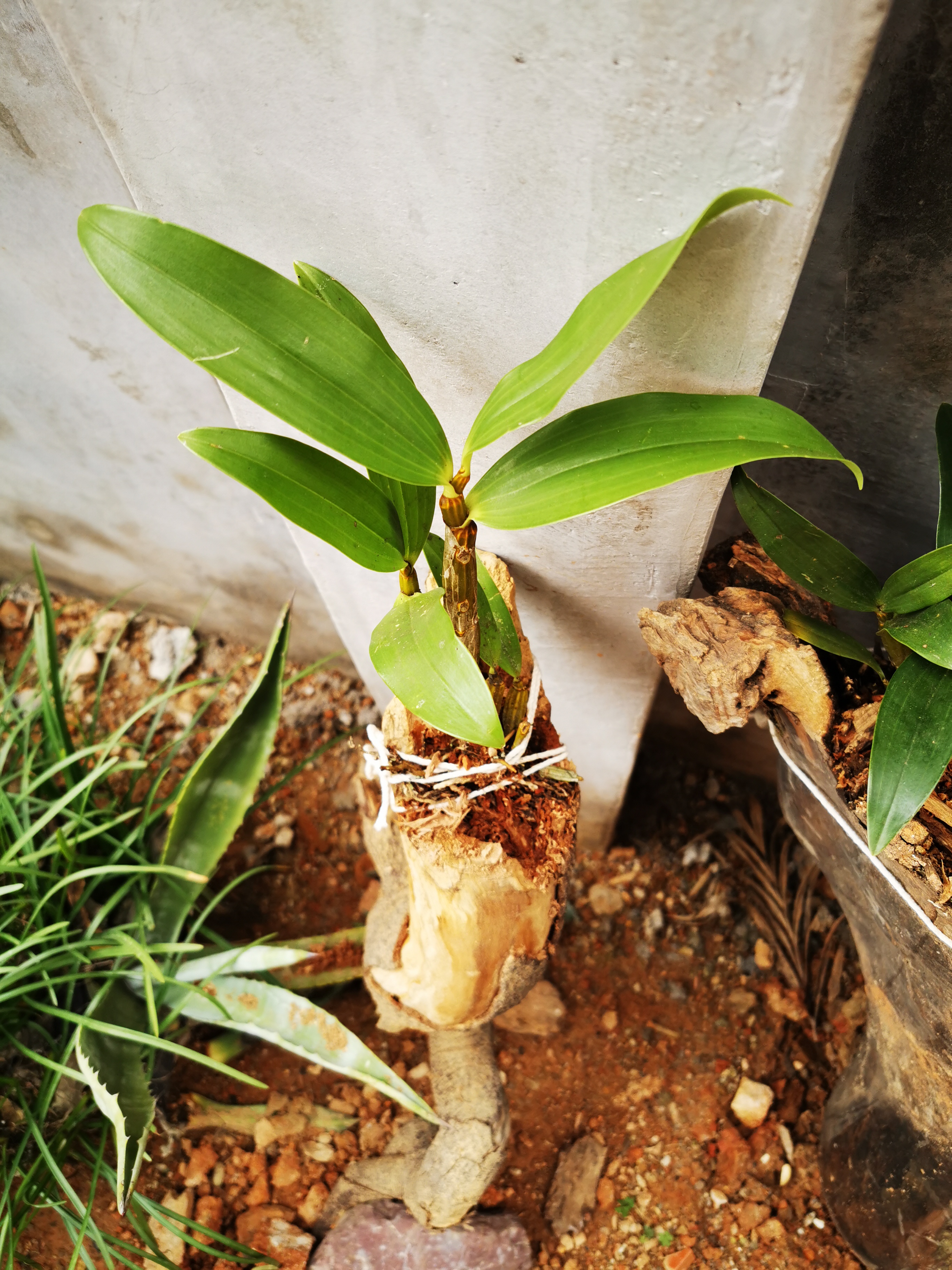 新入手的球花石斛分享贴