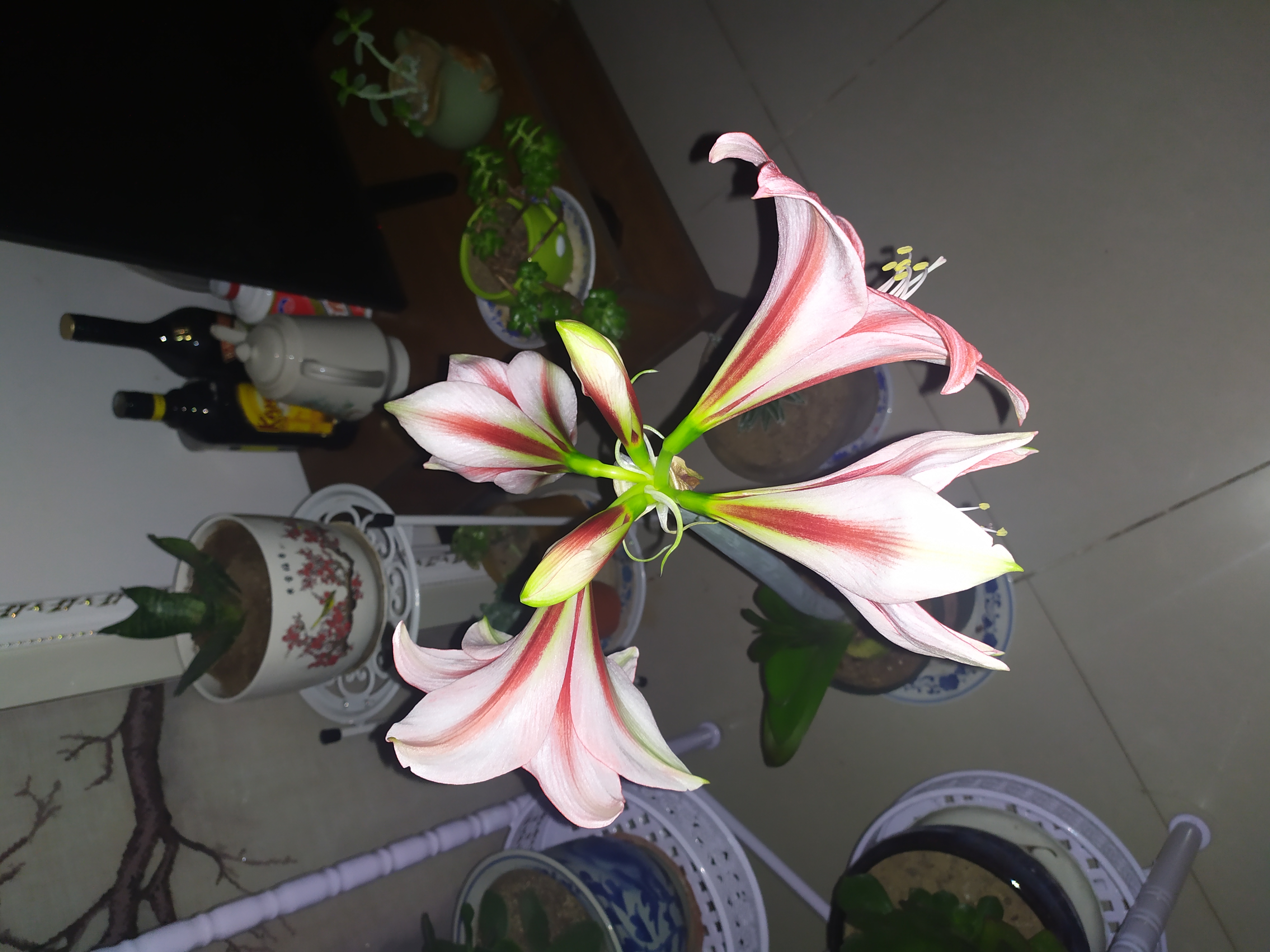 睡衣派对(朱顶红)开花啦!