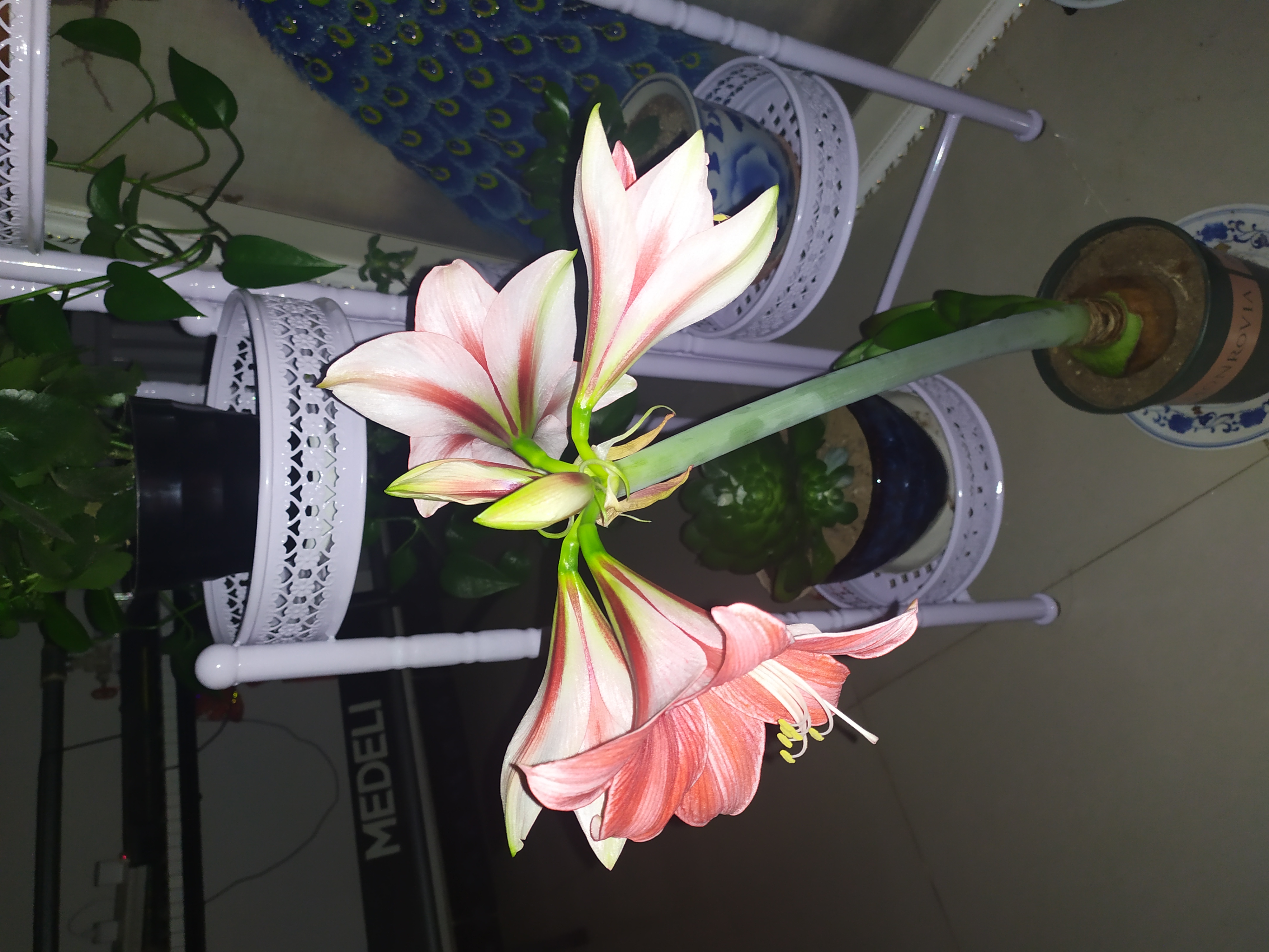 睡衣派对(朱顶红)开花啦!