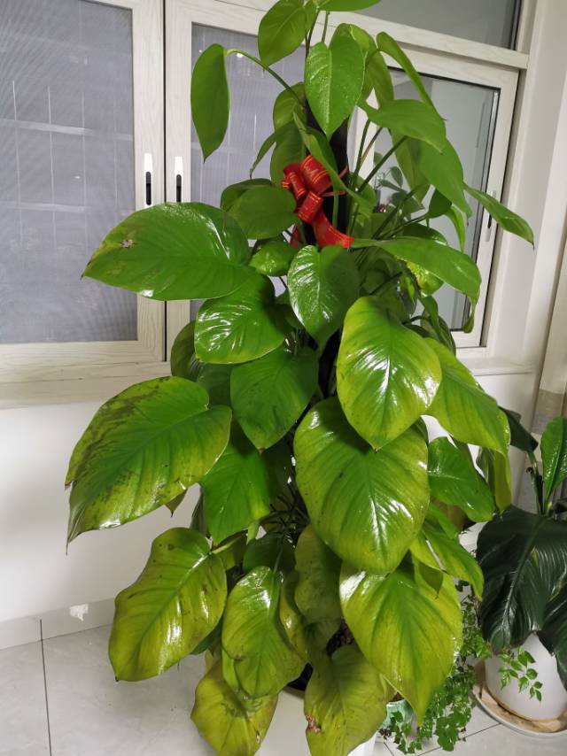 大神帮我看看我的杆绿萝黄叶是啥原因