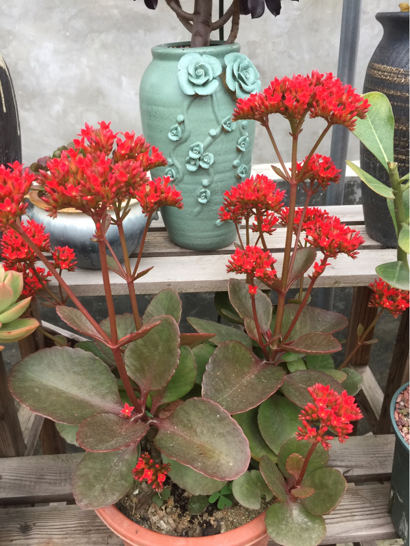 本土长寿花香水柠檬白里透红白雪公主巧克力方块