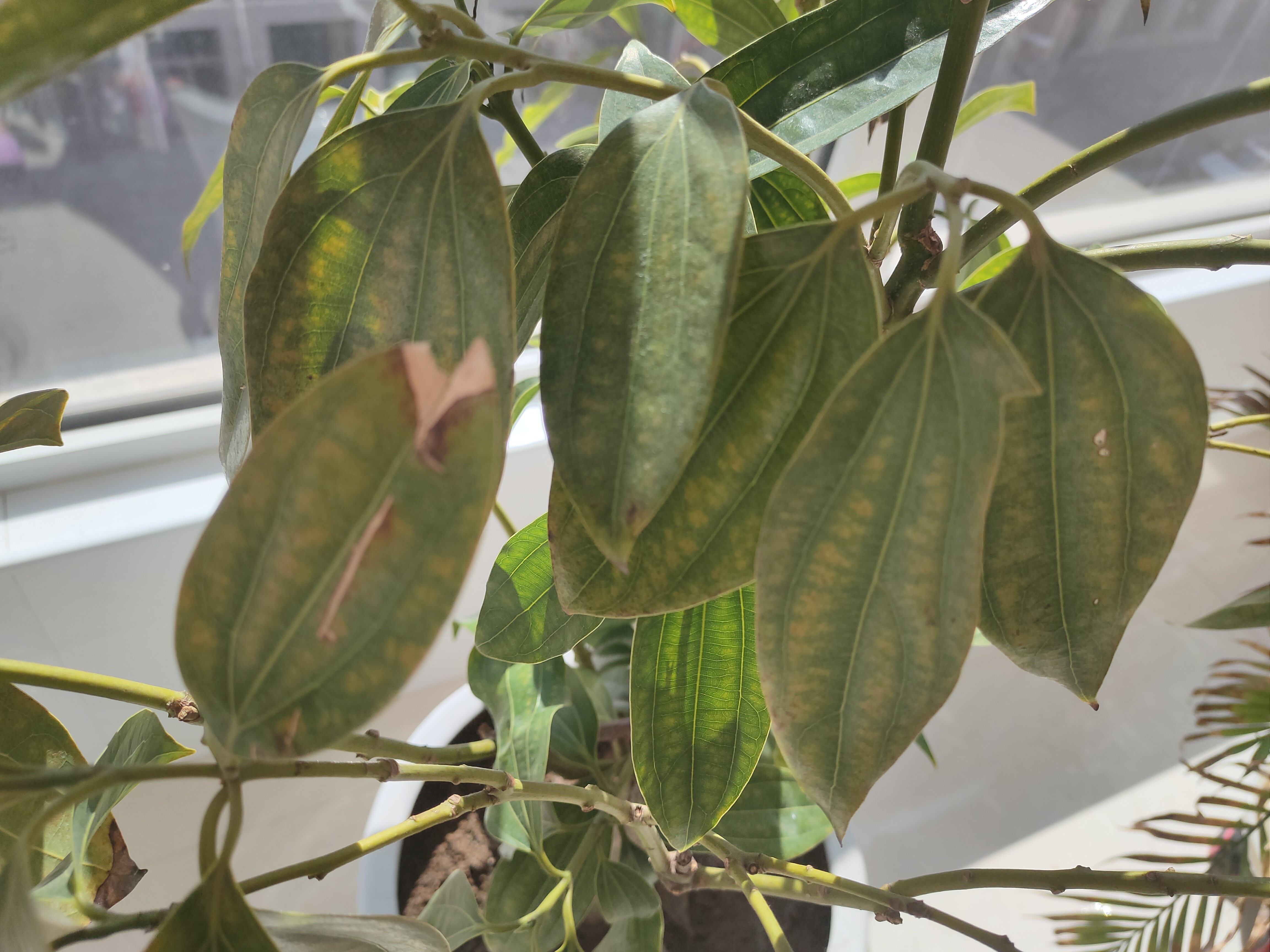 平安树花叶有黄斑点如何治疗