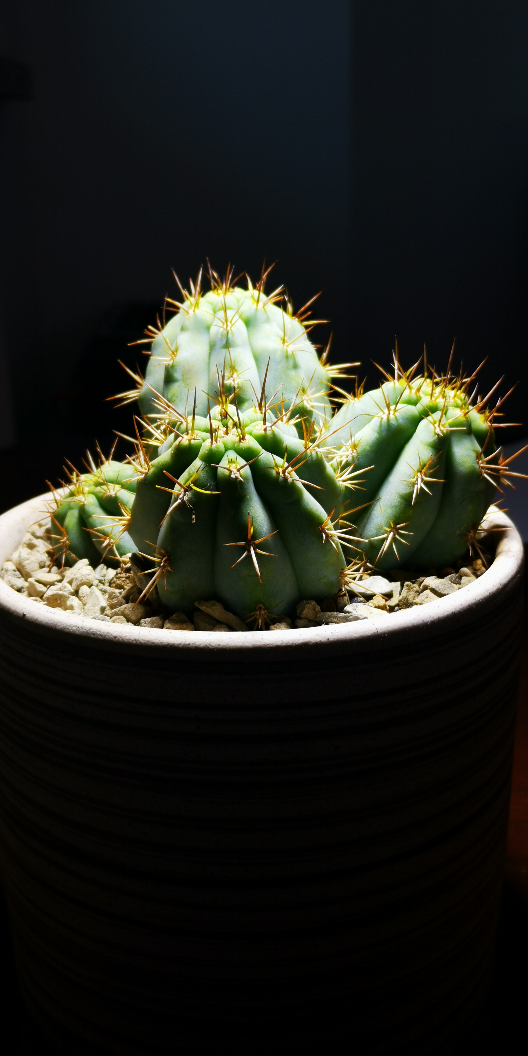 仙人柱佛塔柱另类的美