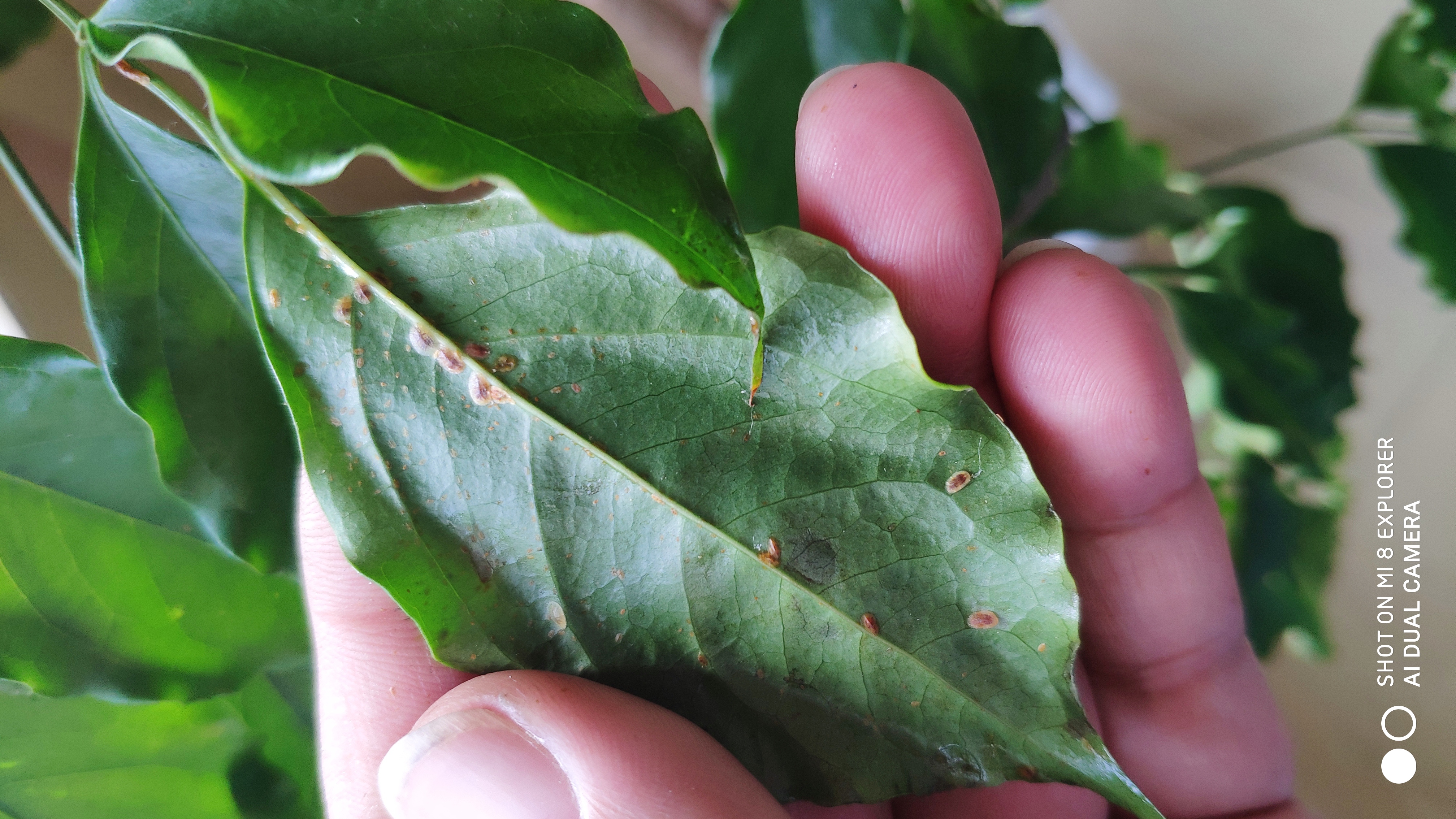 幸福树介壳虫治理请指导