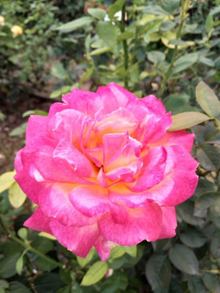 月季品种――加里娃达