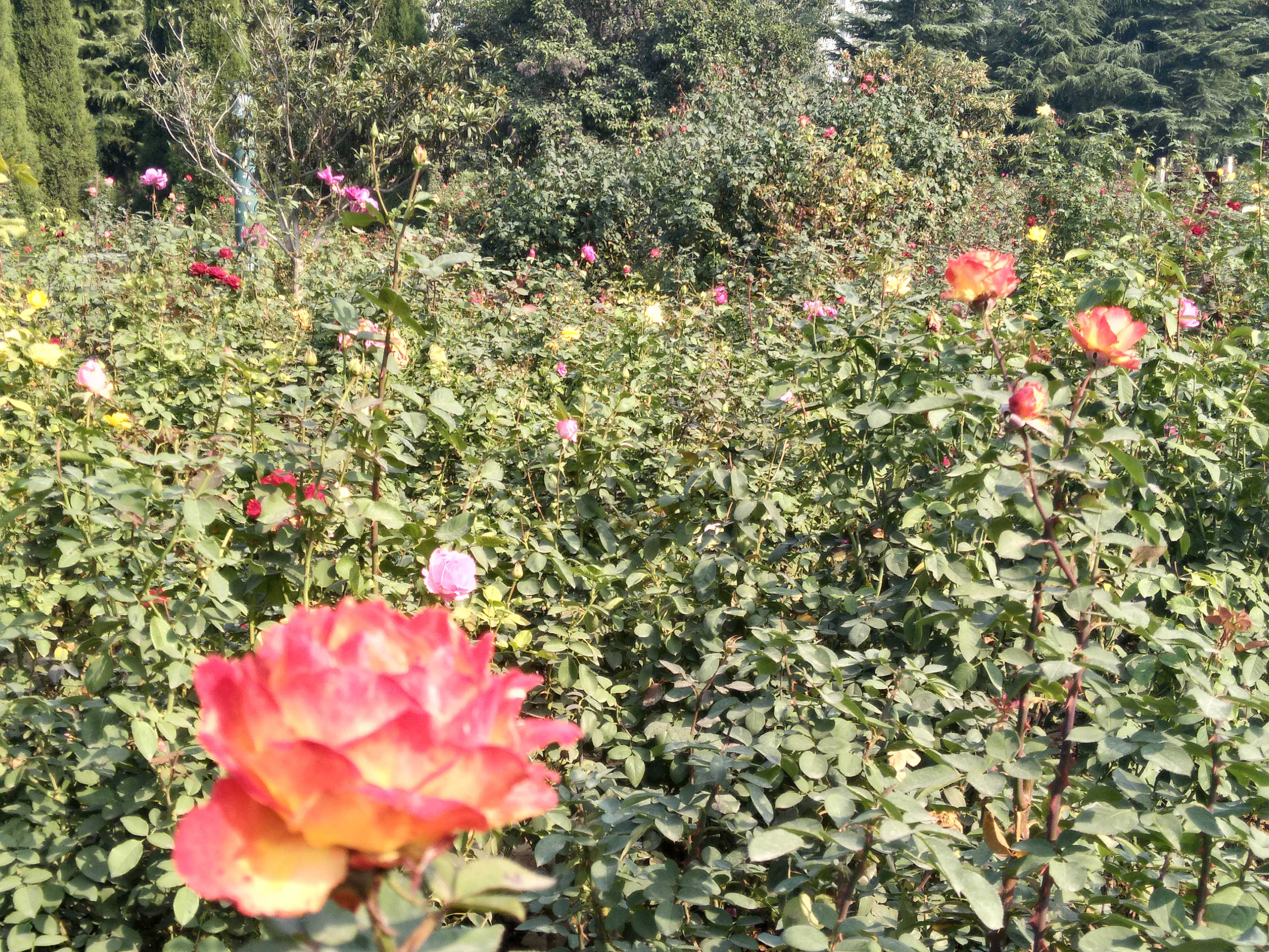 月季品种――加里娃达