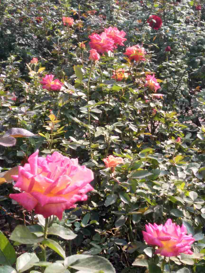 月季品种――加里娃达