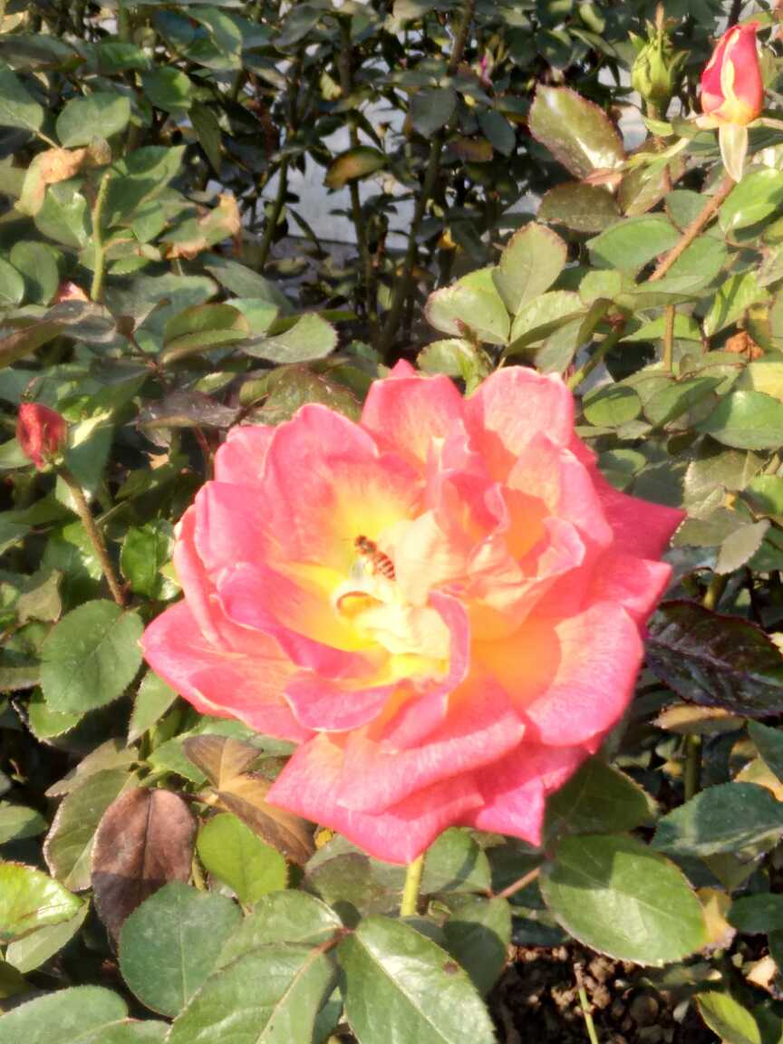 月季品种――加里娃达