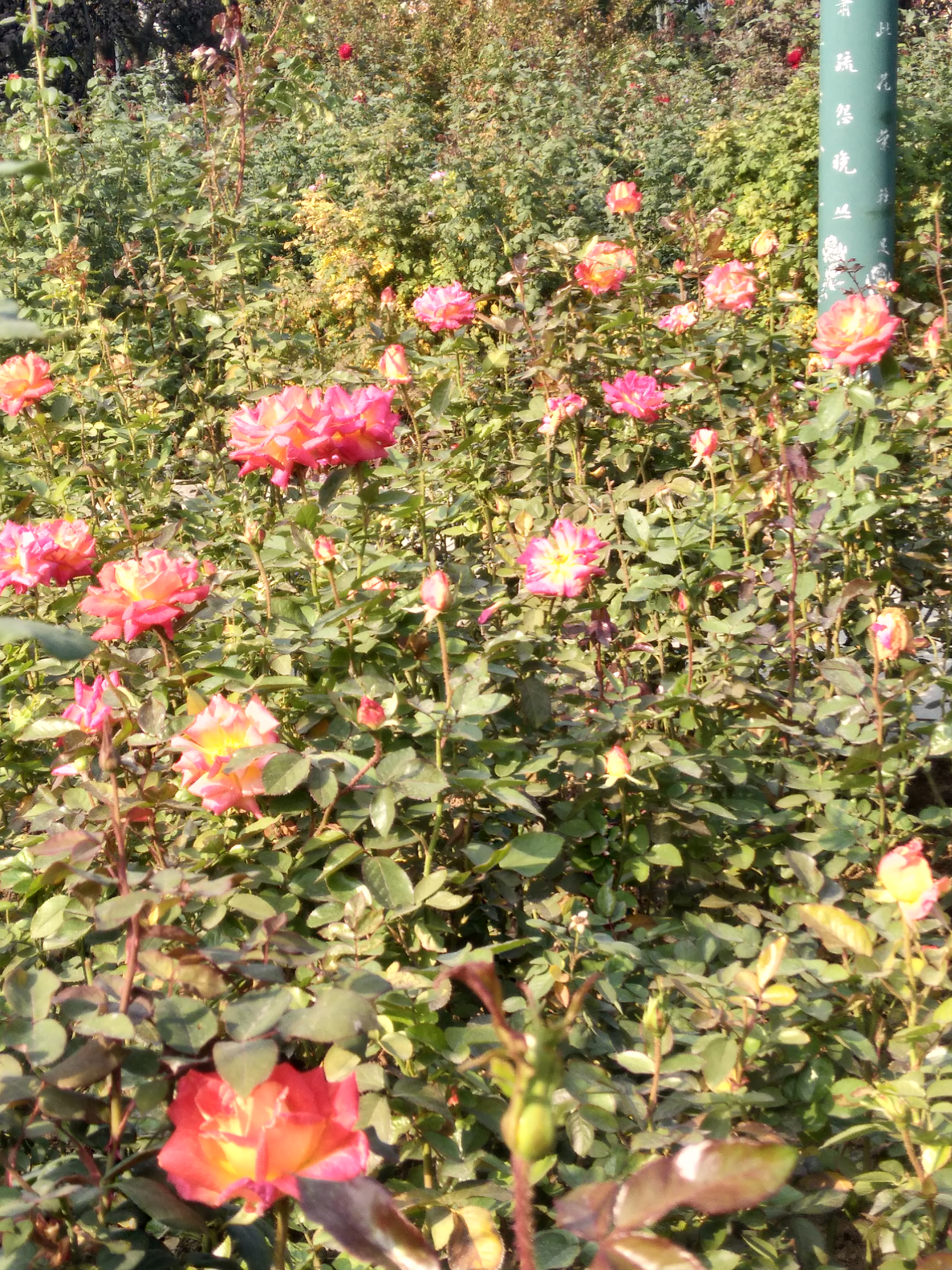 月季品种――加里娃达