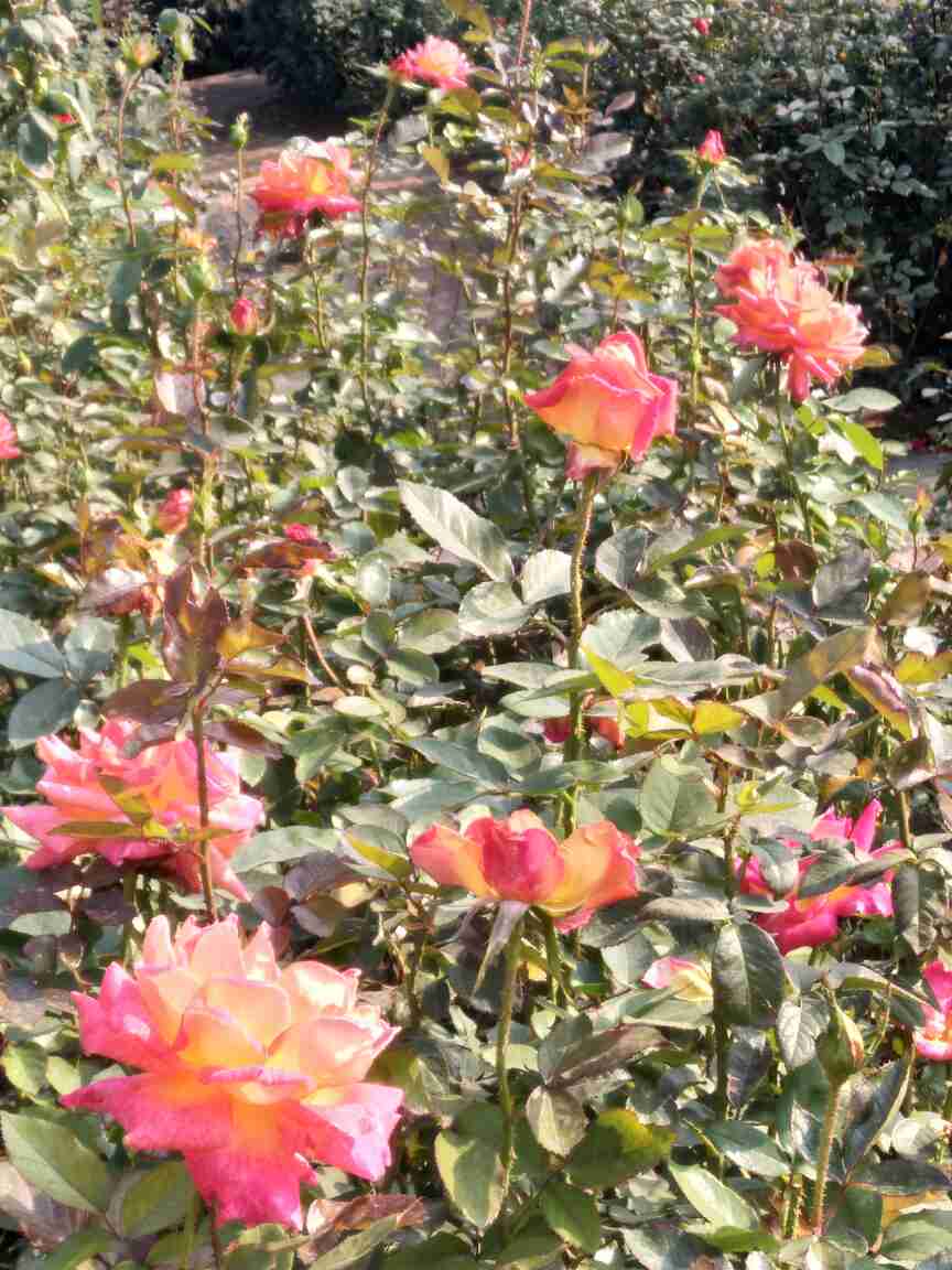 月季品种――加里娃达