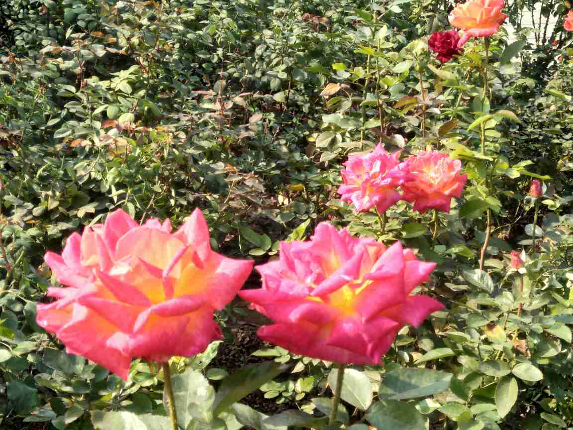 月季品种――加里娃达