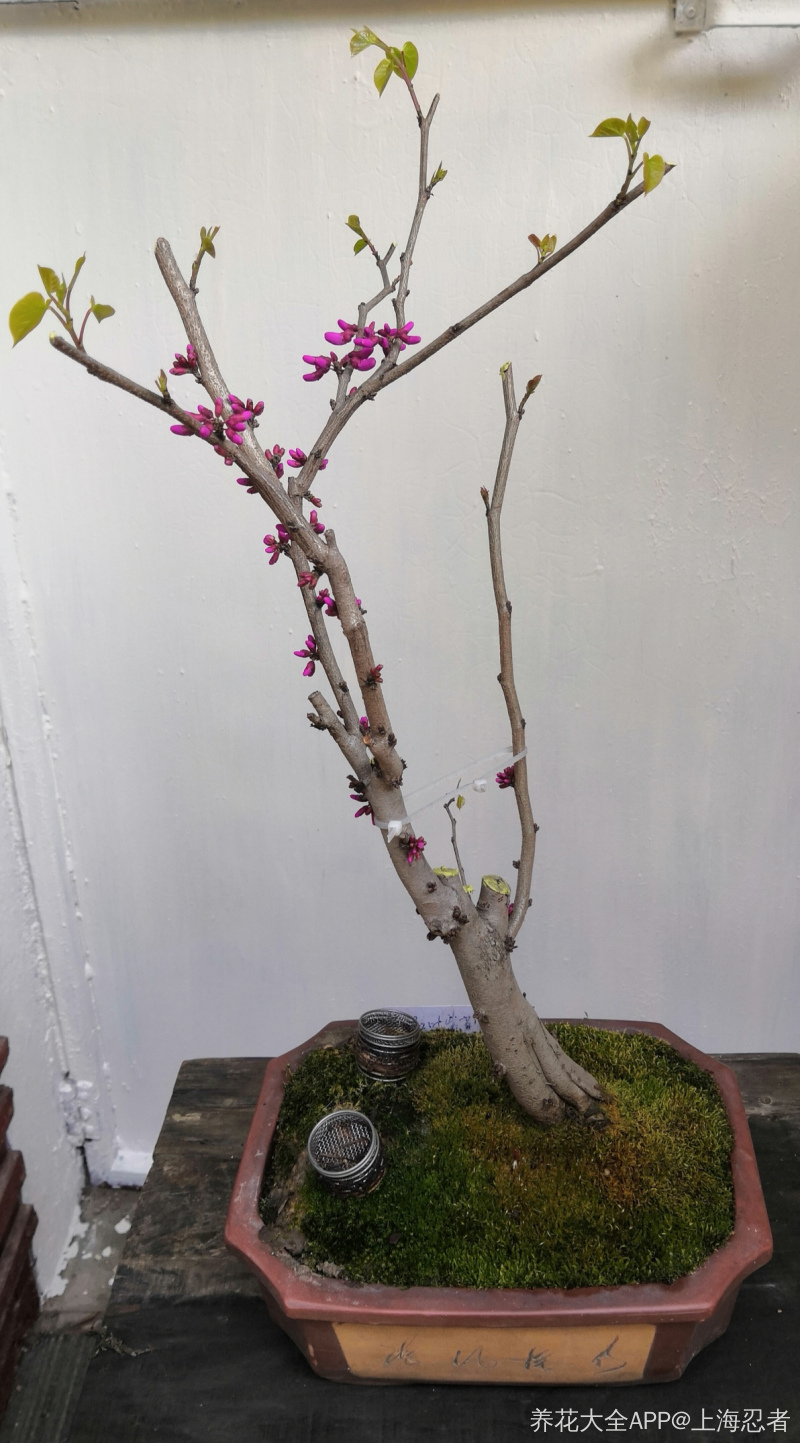 小院整理,院子盆栽加拿大紫荆花.
