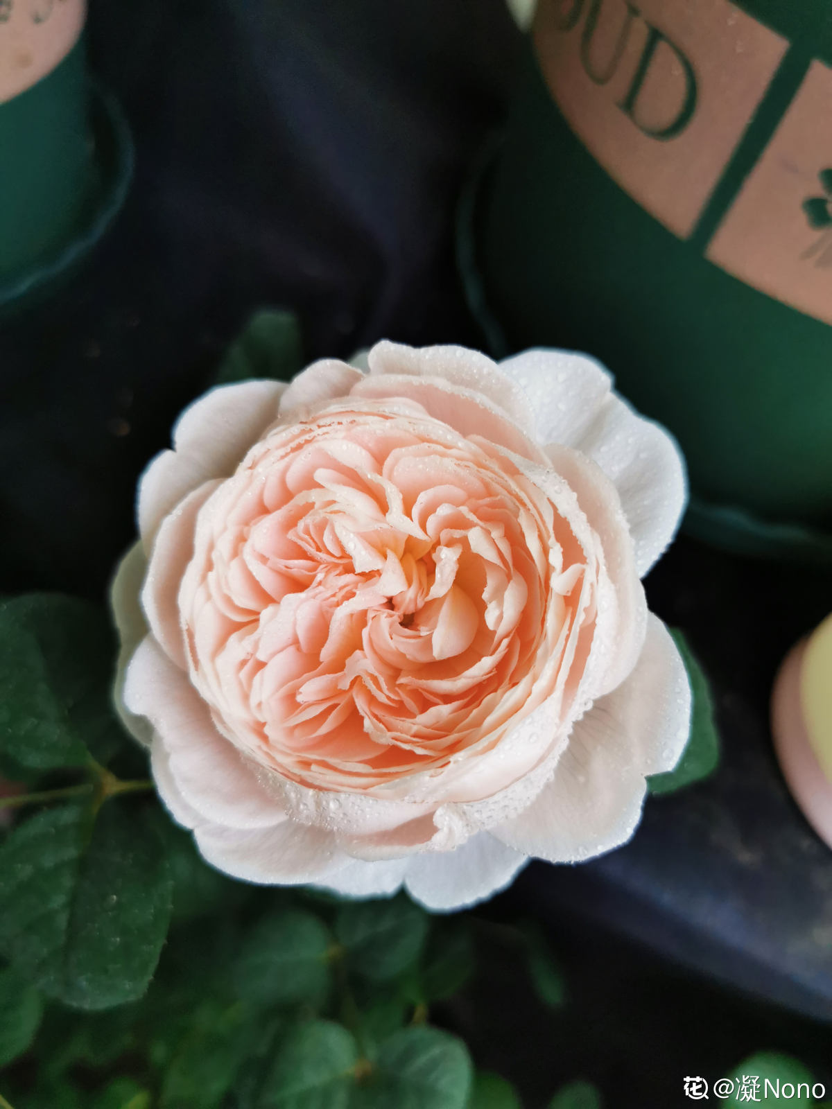 月季花中皇后之瑞典女王