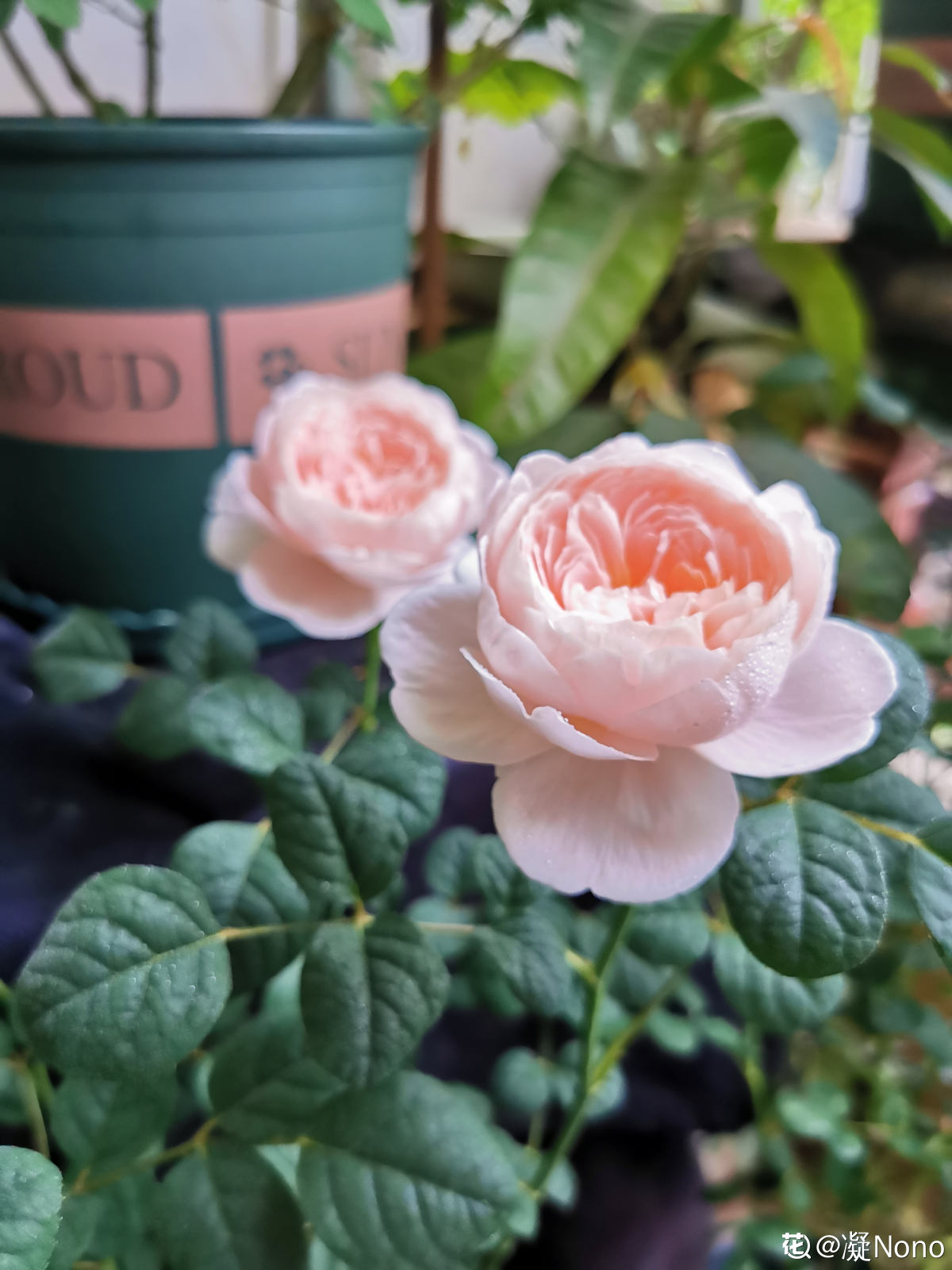 月季花中皇后之瑞典女王