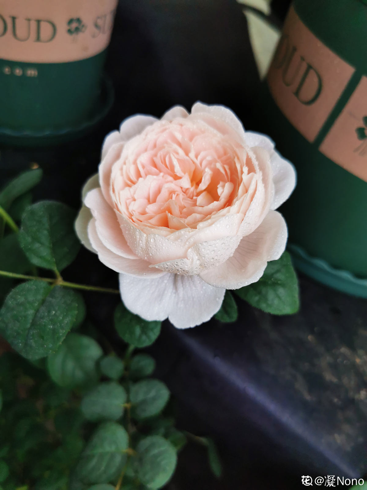 月季花中皇后之瑞典女王