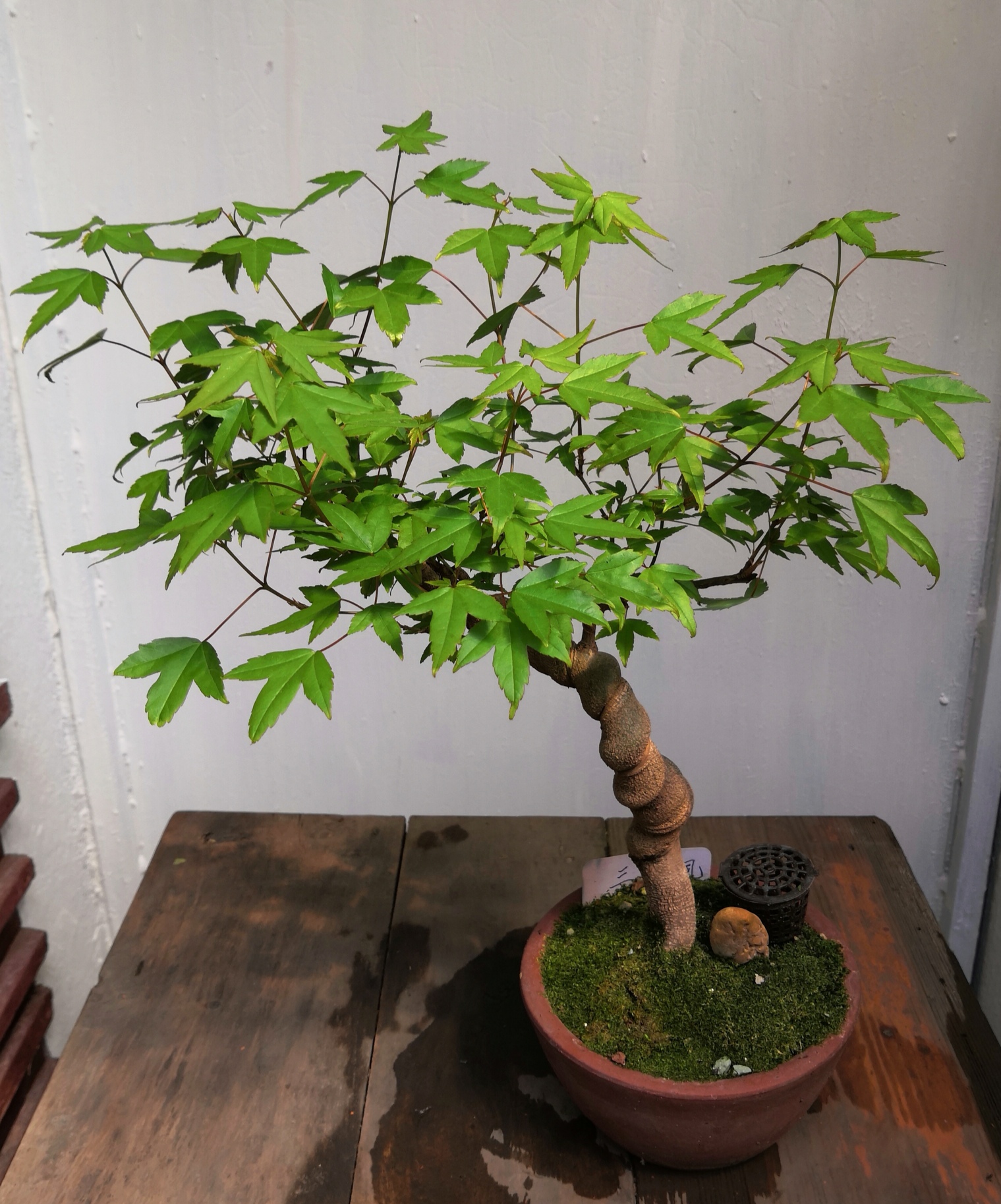 楓盆栽③ 三角枫小盆栽。。。。。。
