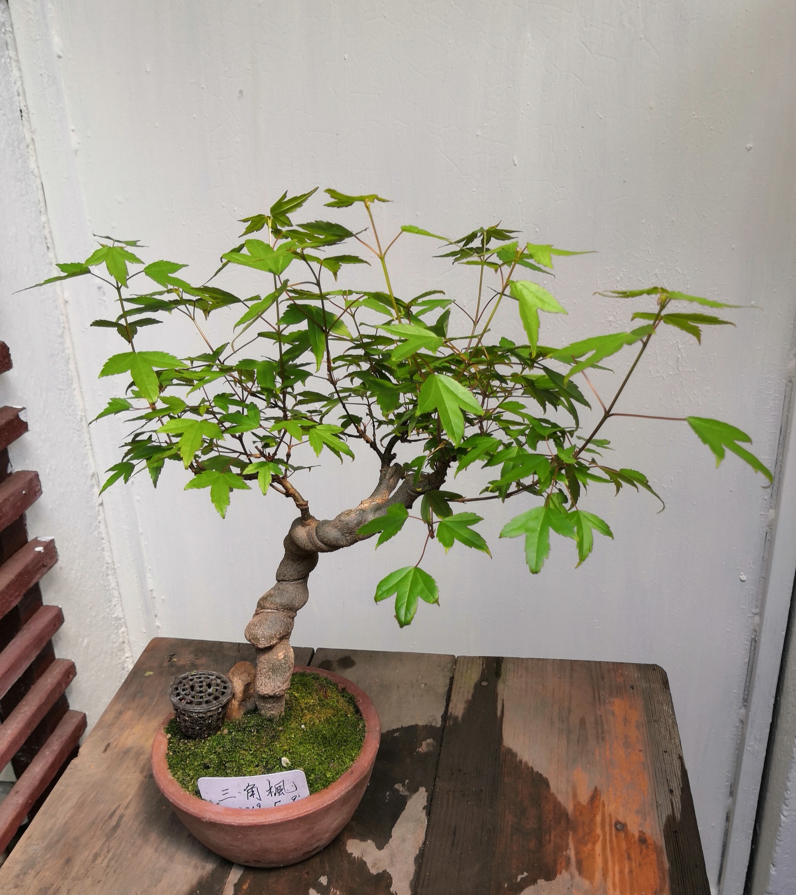 三角枫小盆栽。。。。。。