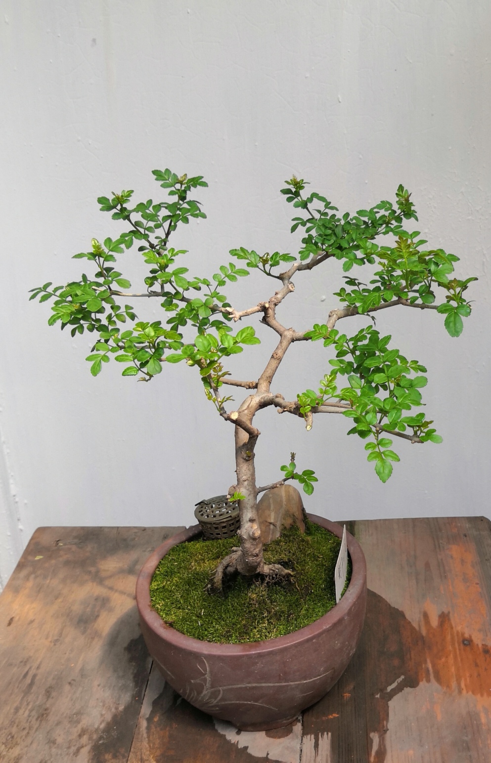 小盆栽对节白蜡