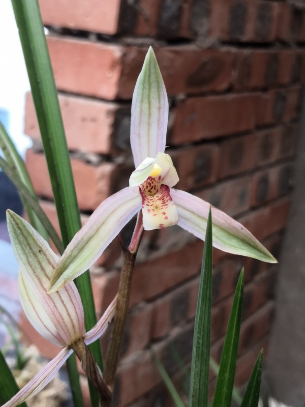 春剑今年开品,请问是什么花?