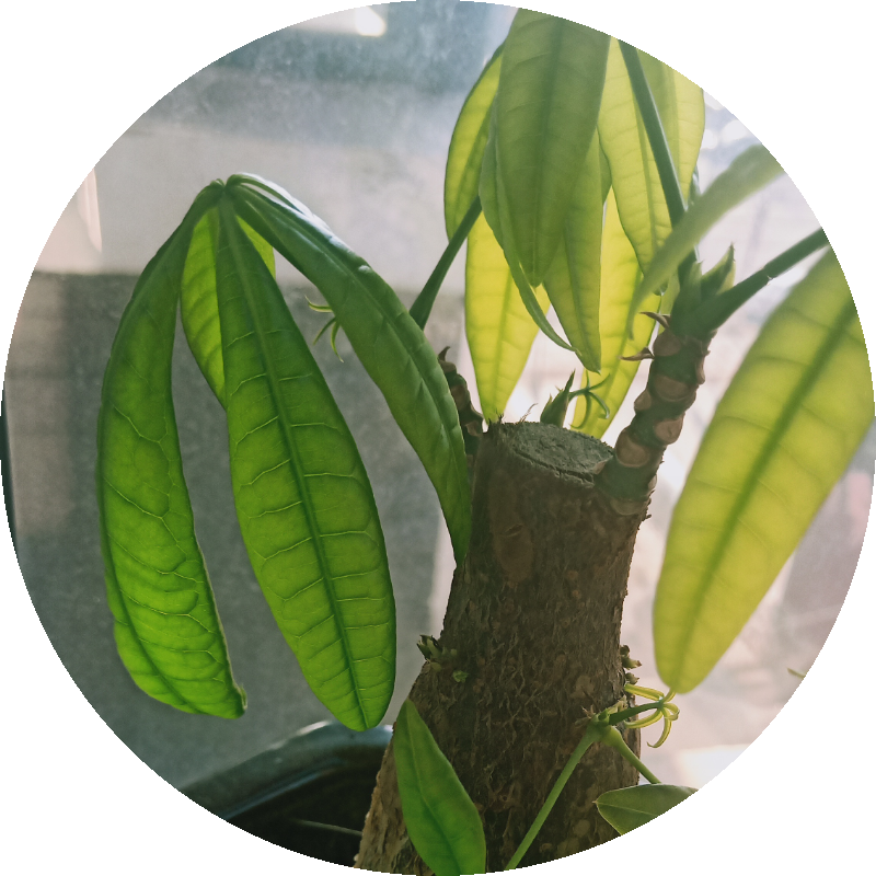 发财树叶子耷拉怎么办啊