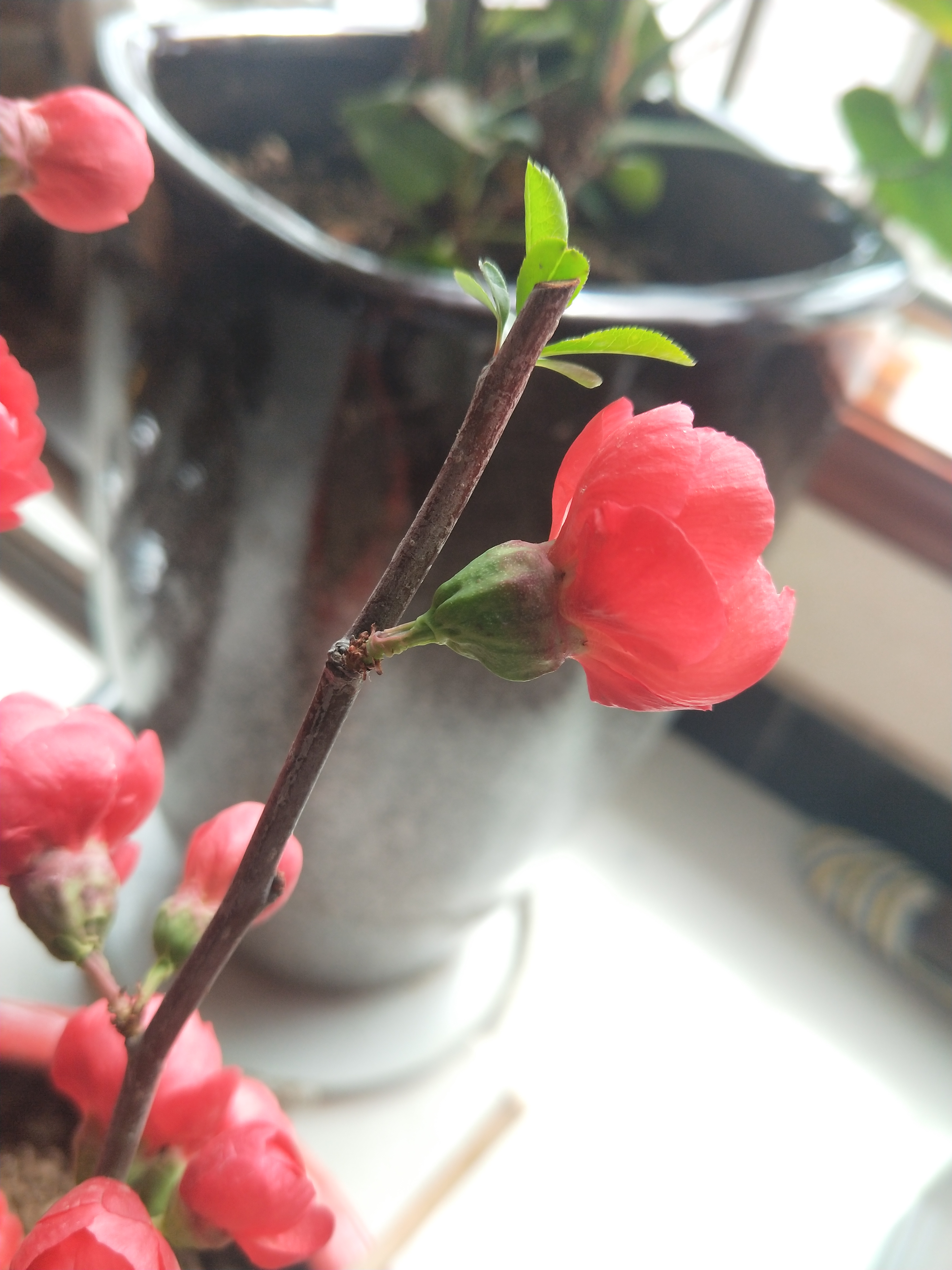 贴梗海棠花苞有点枯萎