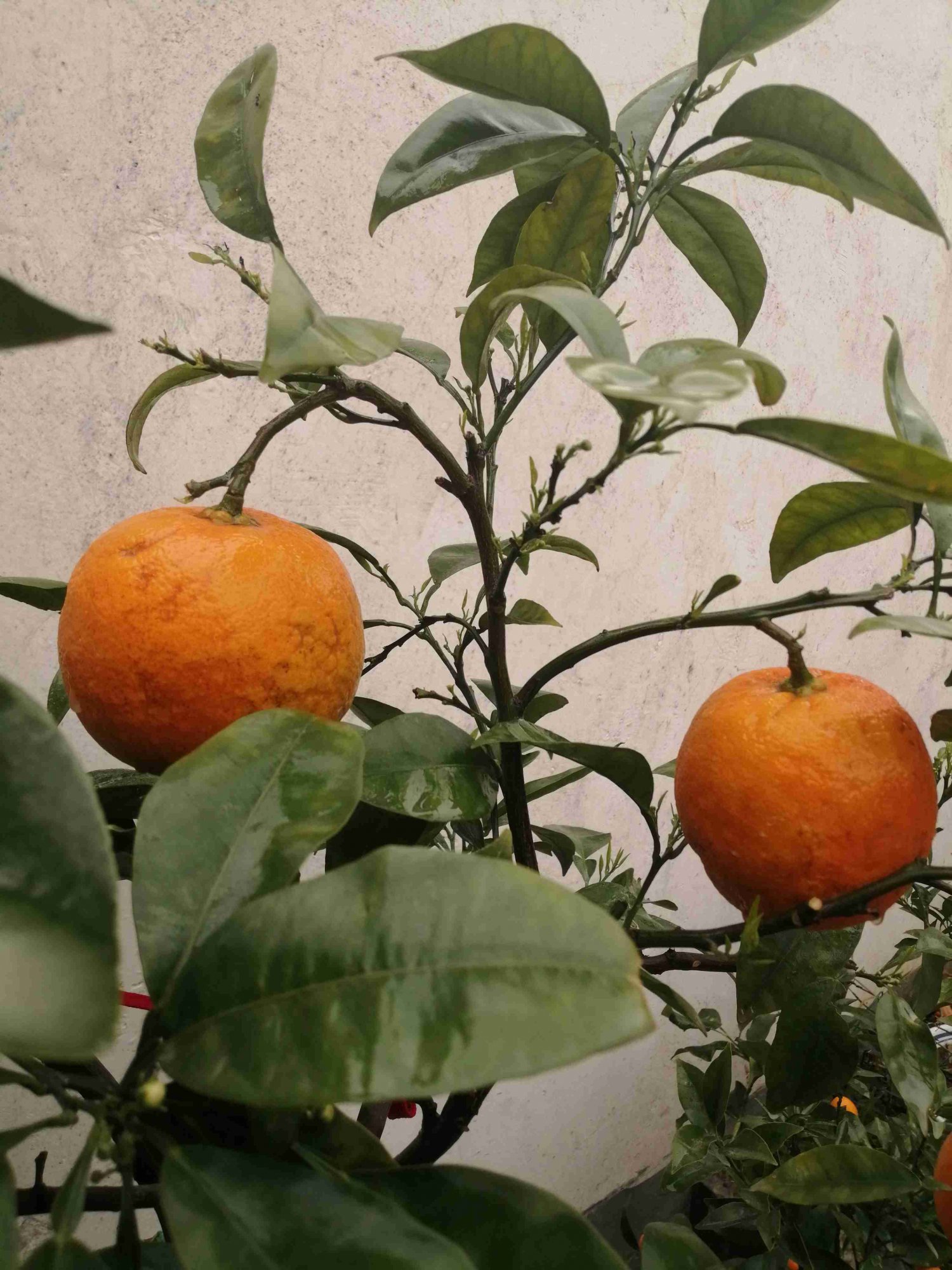 因其果实留在树上过冬,明年开花结新果时,其皮由黄回青,两代果实同生