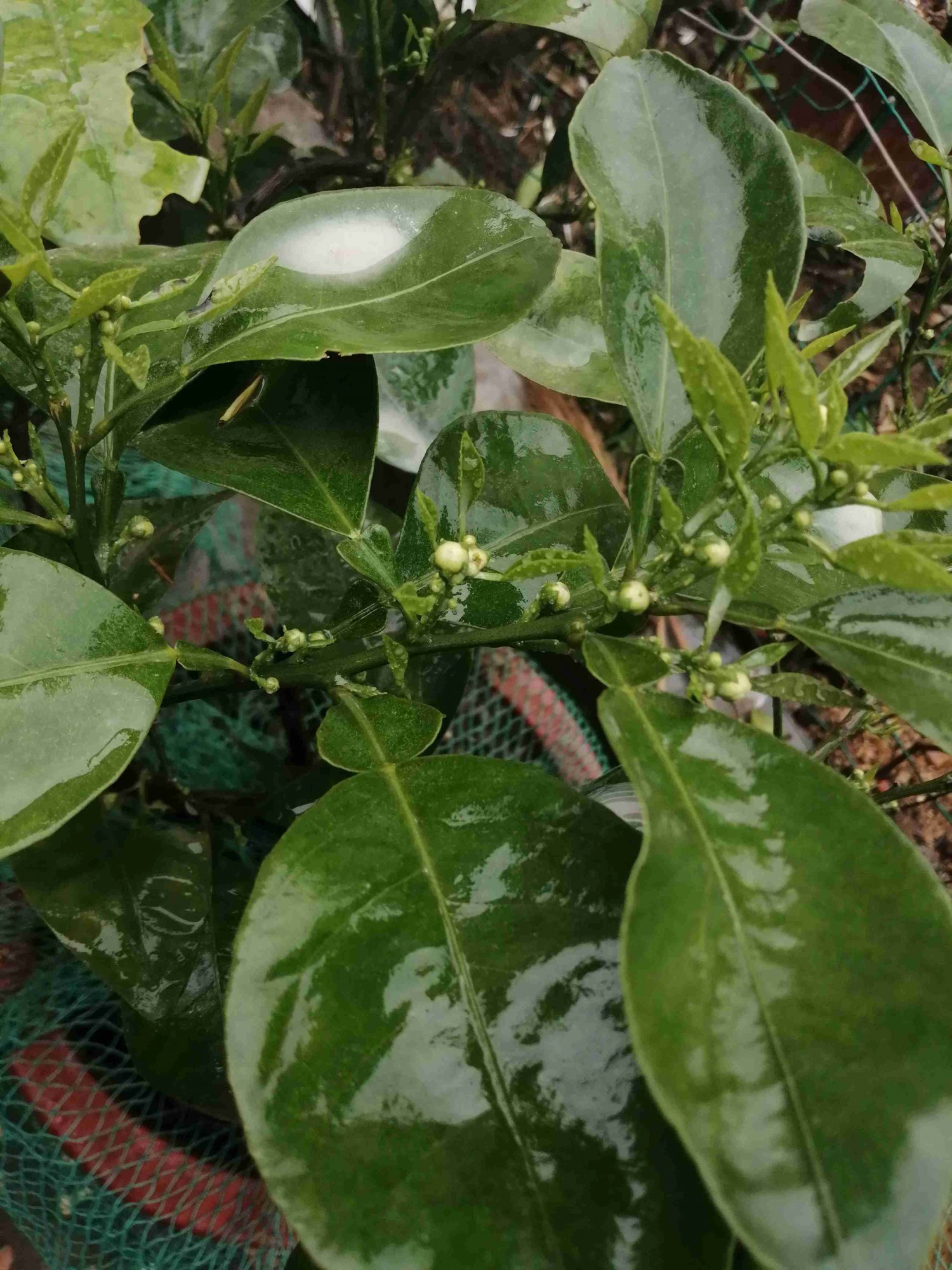 因其果实留在树上过冬,明年开花结新果时,其皮由黄回青,两代果实同生