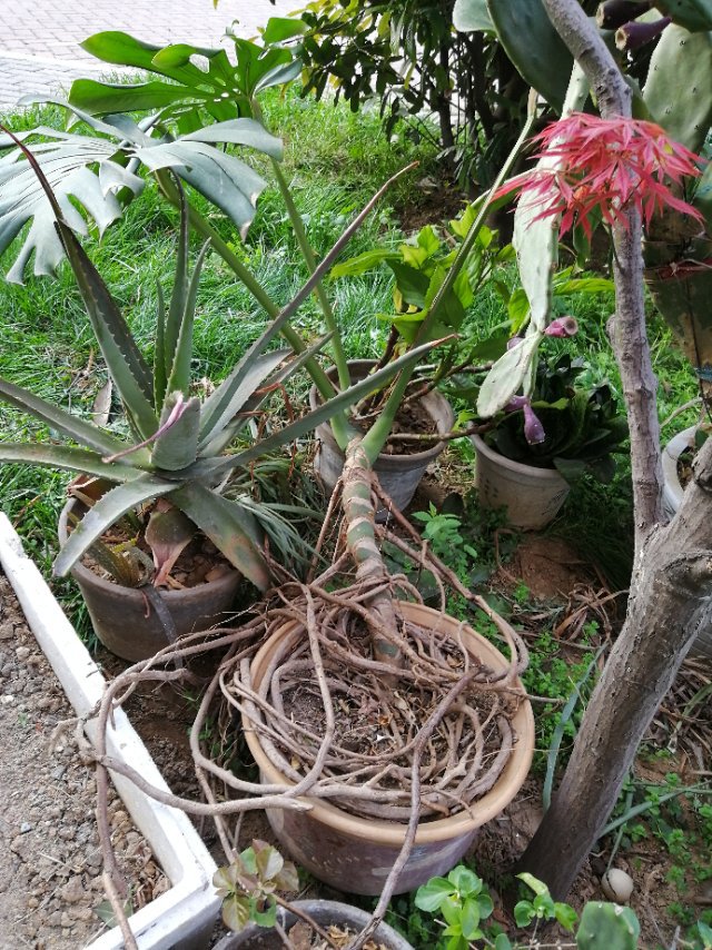 请问龟背竹老庄气根太长怎么分盆