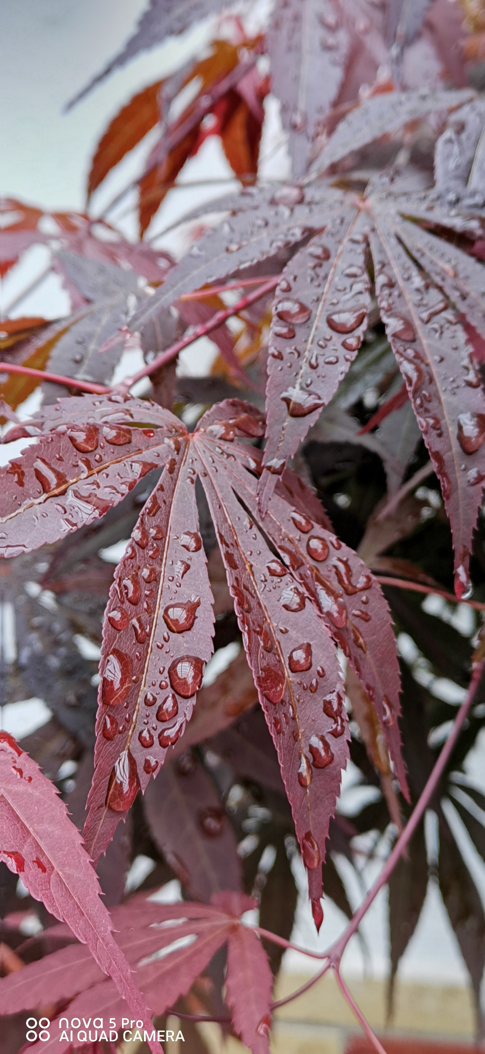 雨后的早晨雨后的美景
