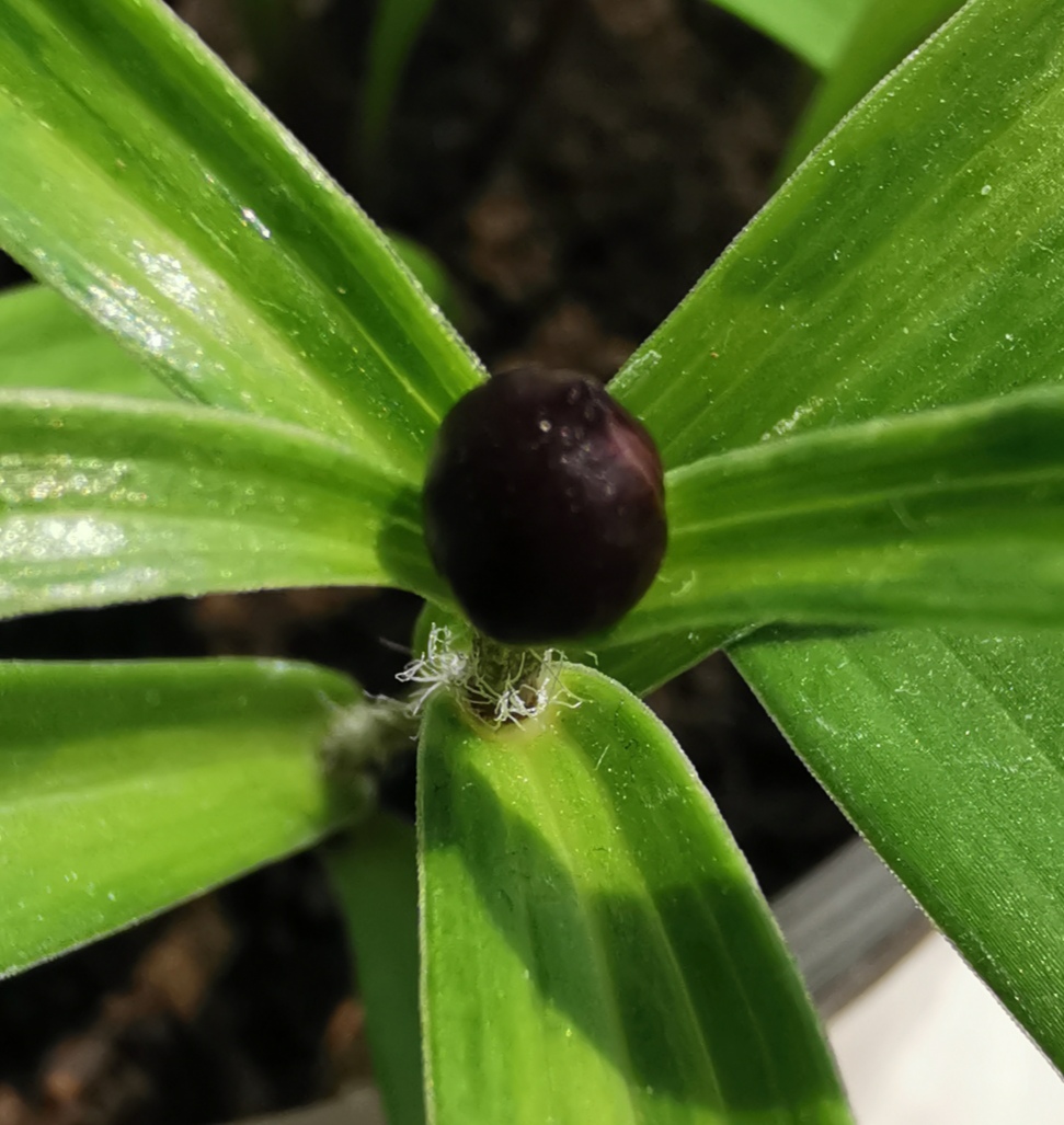 百合小苗长出来的胚珠要不要去掉