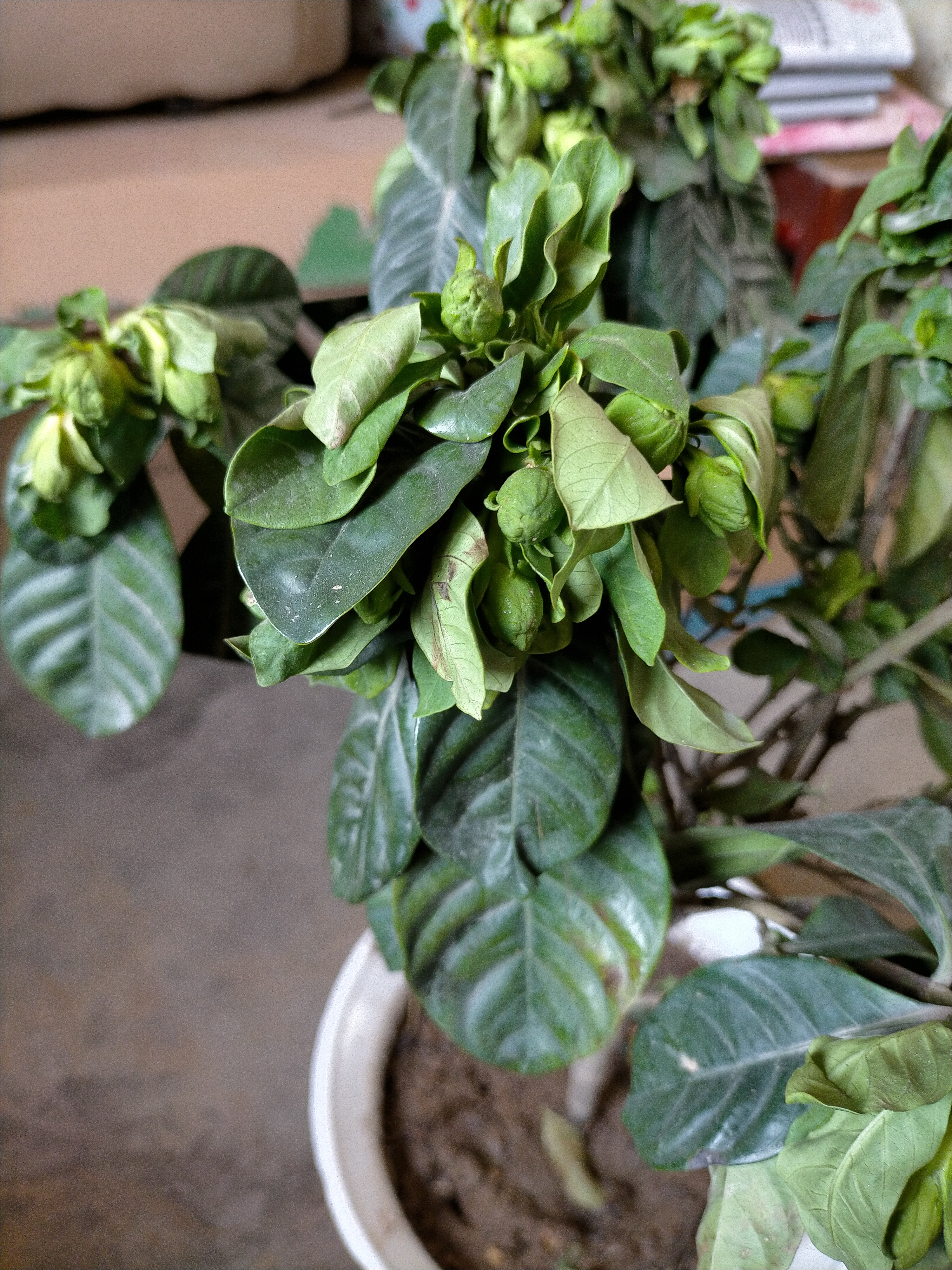 栀子花换盆后叶子蔫了怎么补救都四天了