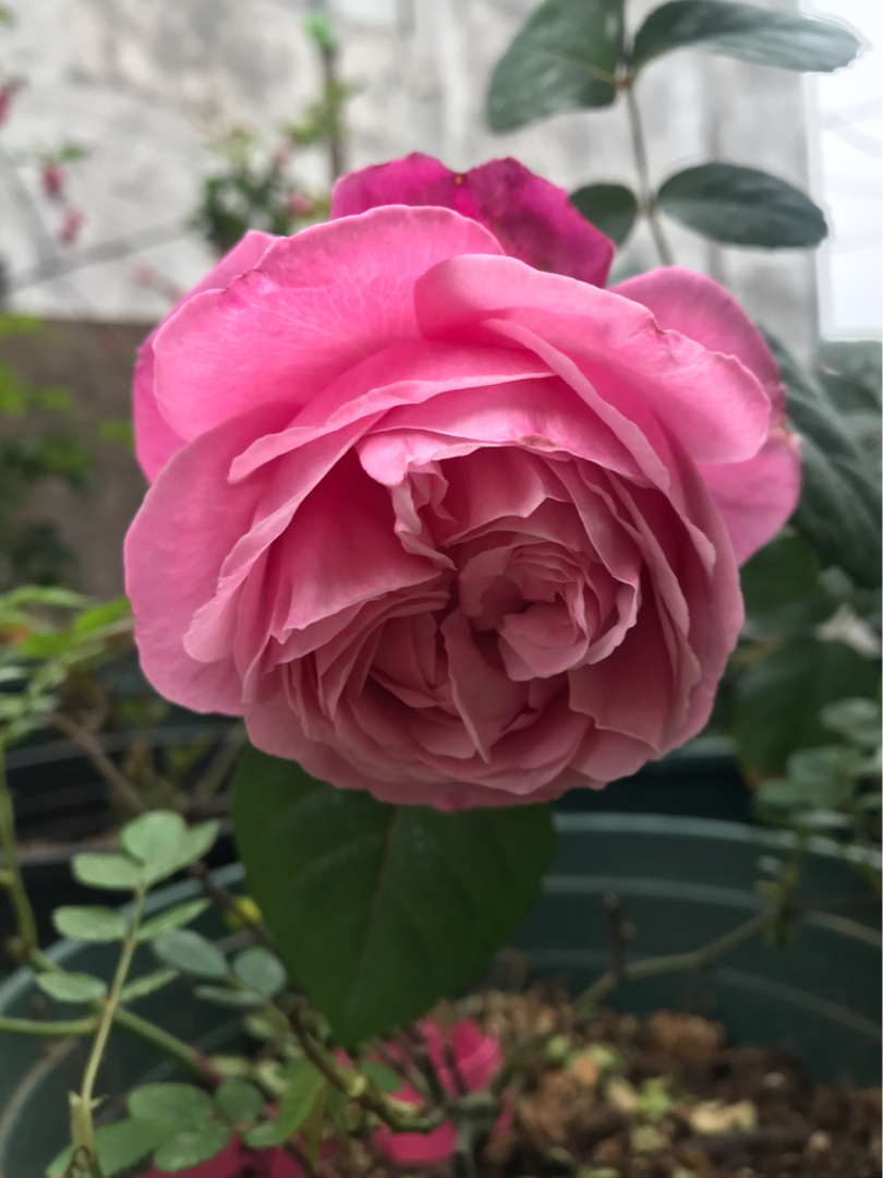 复古色,一直很喜欢复古色,所以入手了很多复古色的月季,例如:灰珍珠