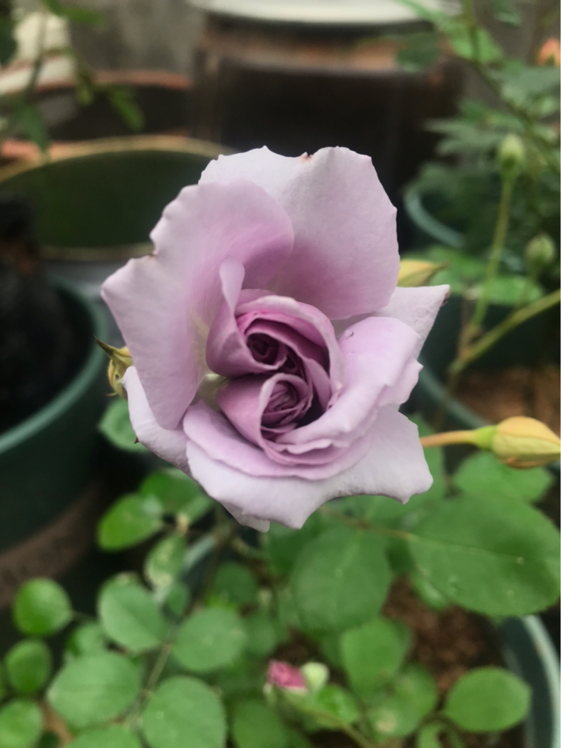 复古色,一直很喜欢复古色,所以入手了很多复古色的月季,例如:灰珍珠