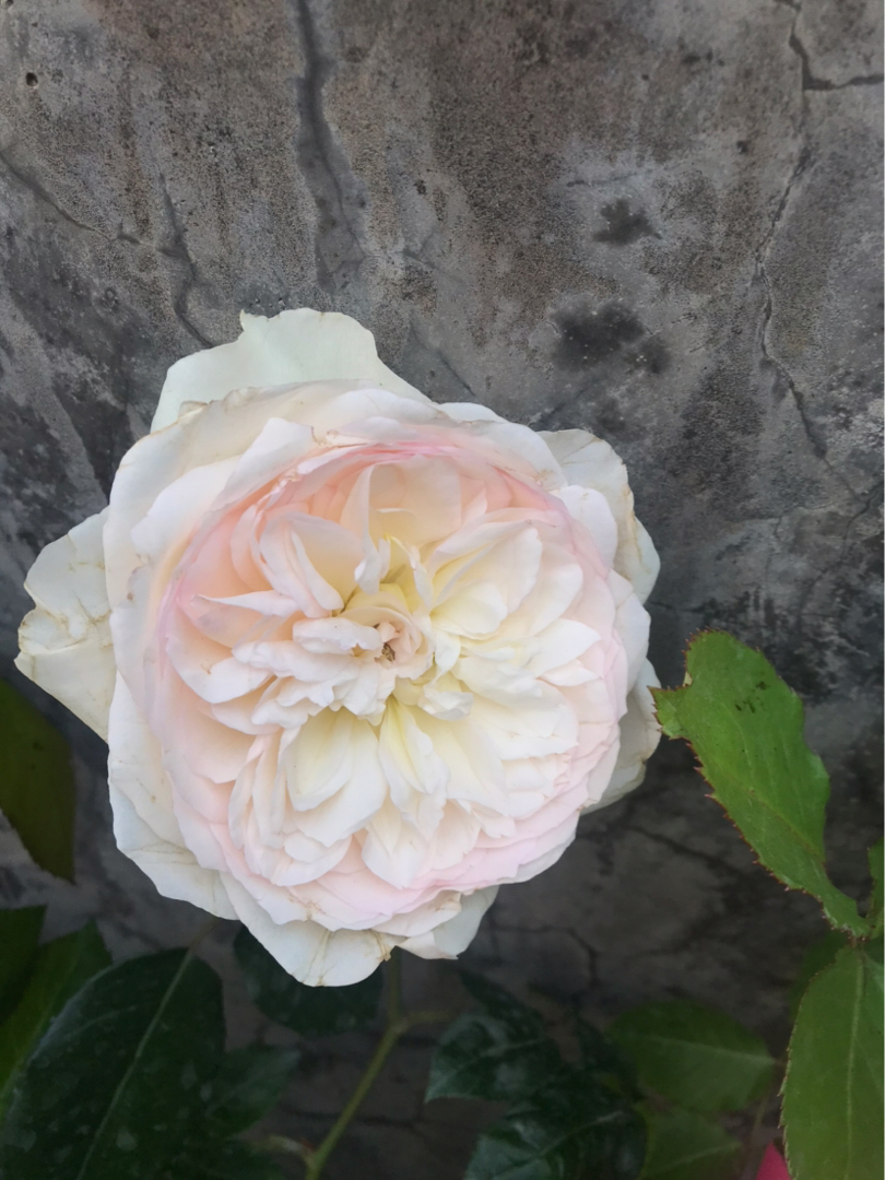 复古色,一直很喜欢复古色,所以入手了很多复古色的月季,例如:灰珍珠