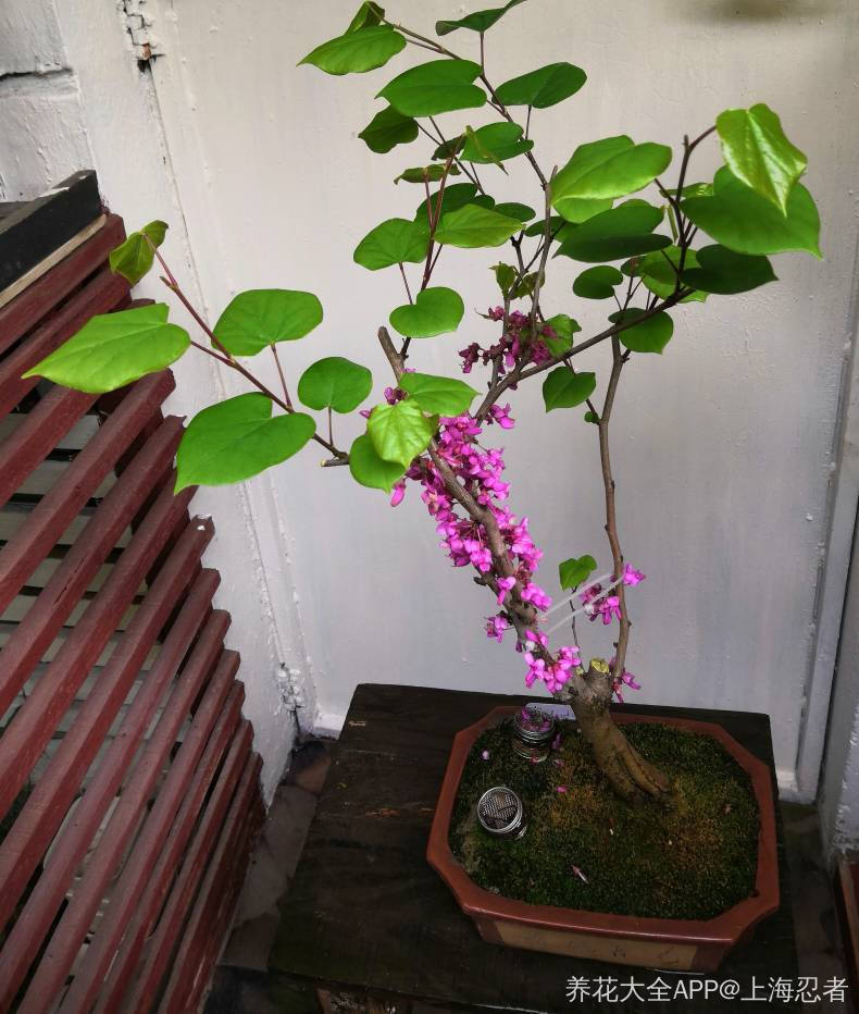 早就开过了的紫荆花,现在已经开始结果荚啦