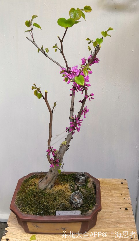 早就开过了的紫荆花,现在已经开始结果荚啦