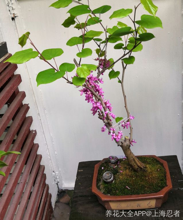 早就开过了的紫荆花,现在已经开始结果荚啦