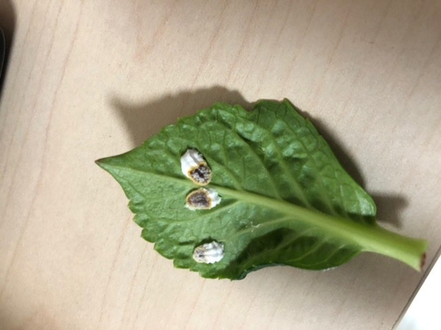 绣球花叶子上长奇怪的虫子