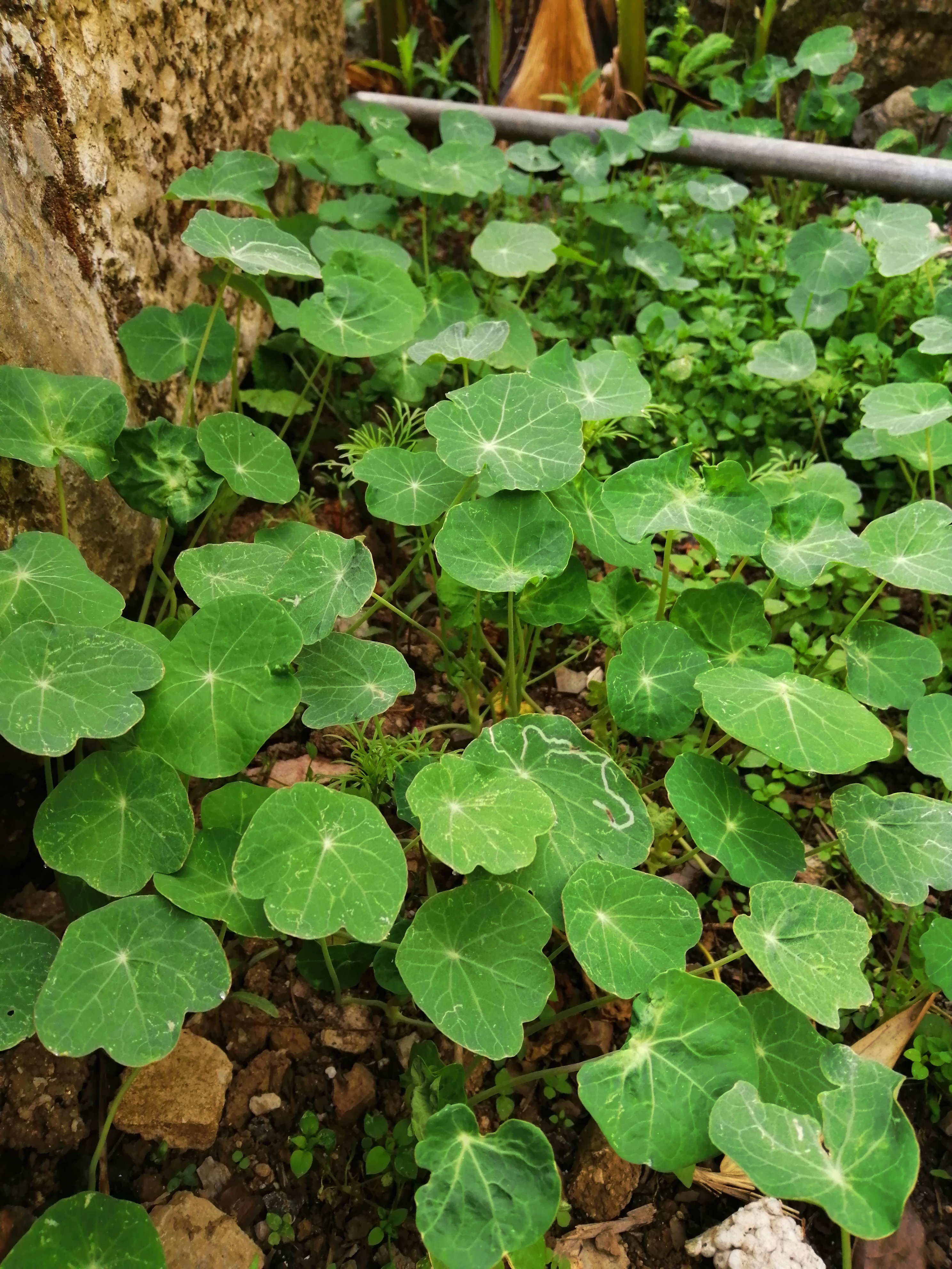 赠送送旱金莲小苗邮费自理