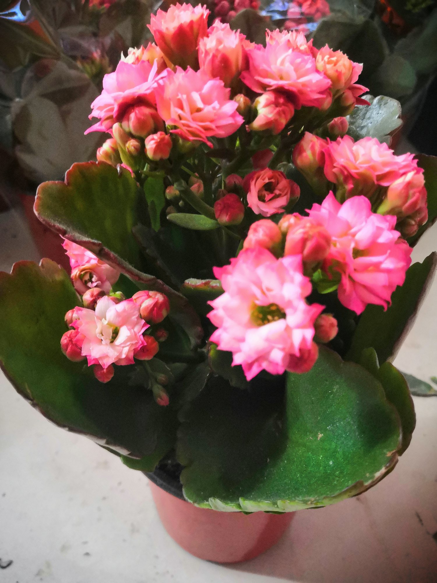 爱花展示 成为更好的自己           长寿花