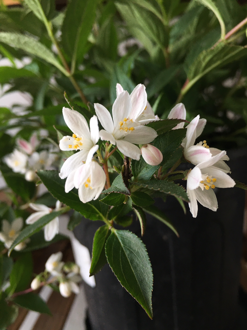 雪樱花溲疏繁殖图片