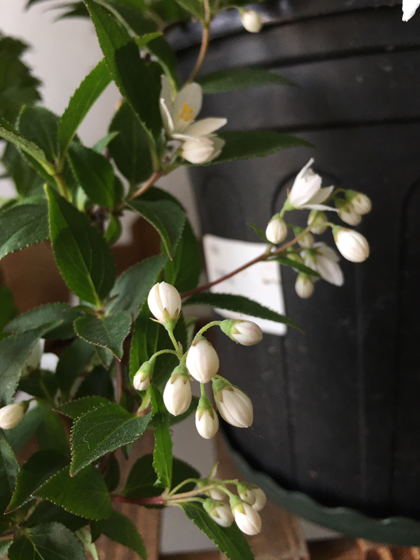 雪樱花溲疏繁殖图片
