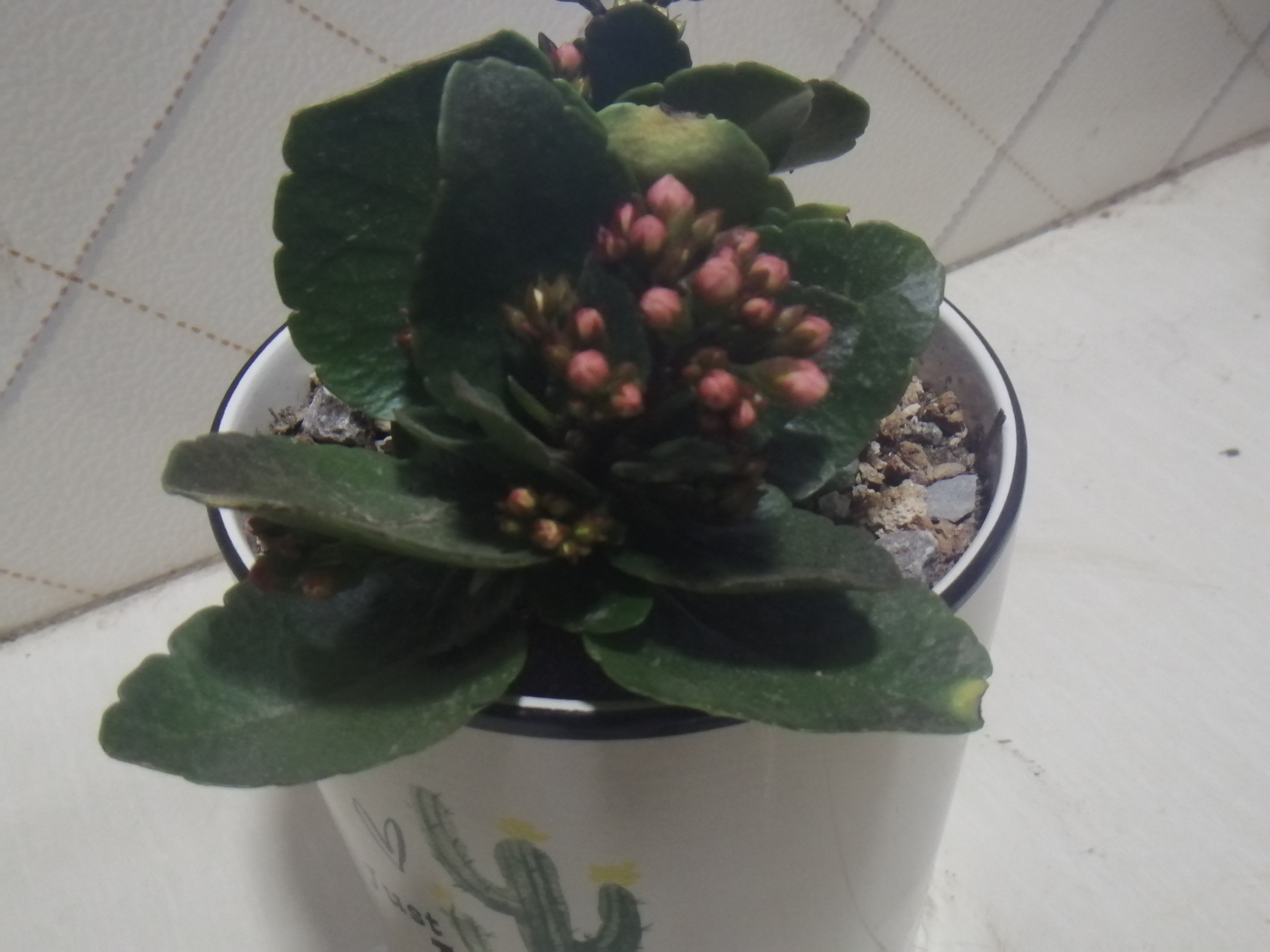 长寿花边缘出现黄叶