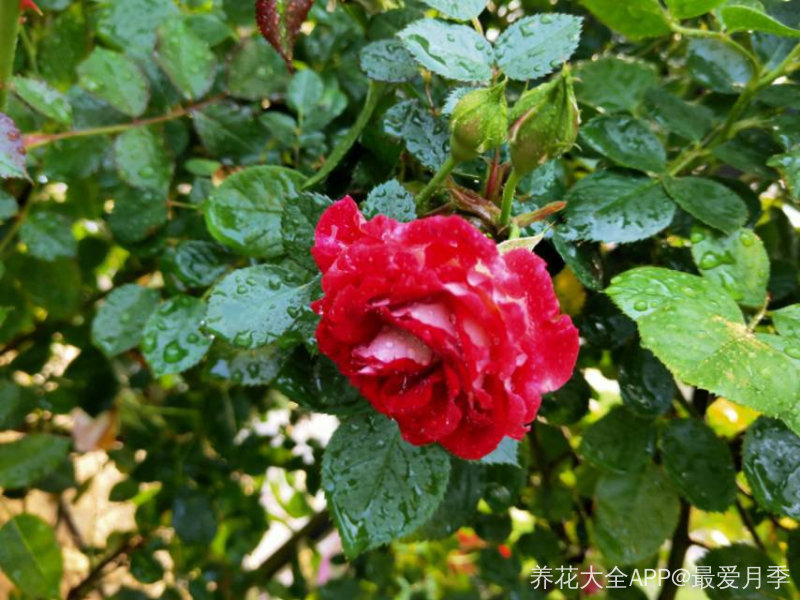 小女孩月季,美!