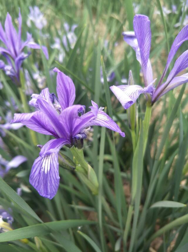马兰花银川市花