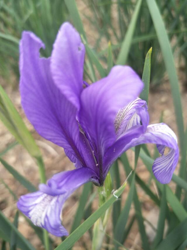 马兰花银川市花