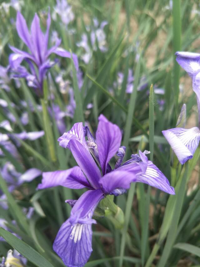 马兰花银川市花